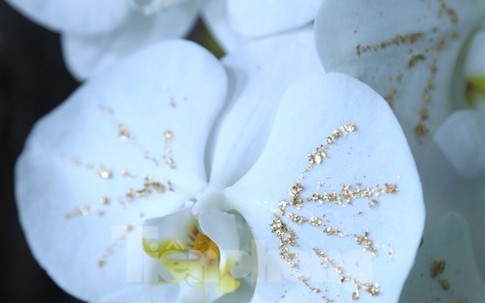 Lan trắng dát vàng, đào Thất Thốn gây ‘sốt’ dịp cận Tết
