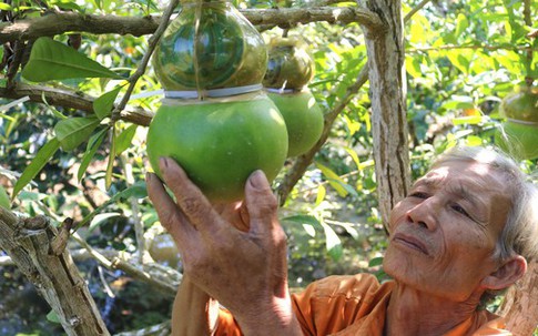 Tất bật tạo hình trái cây "độc", lạ