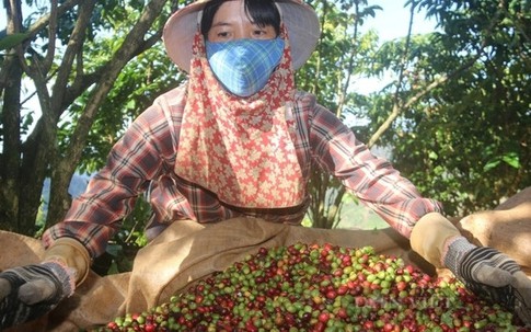 Loại hạt tỷ USD giá cao kỷ lục, lo mất nghìn tỷ khi hái quả xanh