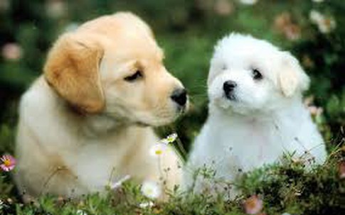 Tử vi tuần mới 27/11 - 3/12/2023 chi tiết của Sửu, Thìn, Tỵ, Ngọ, Mùi, Thân, Dậu, Tuất, Hợi