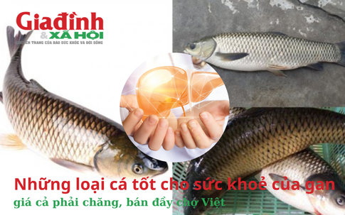 Những loại cá tốt cho sức khoẻ của gan, giá cả phải chăng, bán đầy chợ Việt