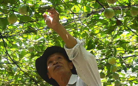 Lão nông miền Tây thu lãi tiền tỷ nhờ tạo ra giống cây 'có một không hai'