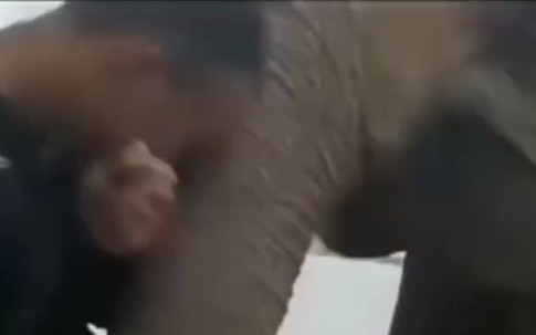 Bị chọc phá, voi nổi giận quật ngã 2 du khách ở Đắk Lắk