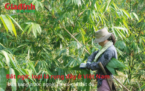 Bất ngờ, loại lá rụng đầy ở Việt Nam, bán sang nước ngoài lại có giá siêu đắt
