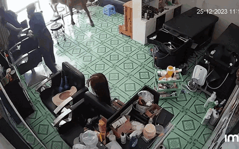Video: Bò phi vào quán, nhân viên chạy toán loạn