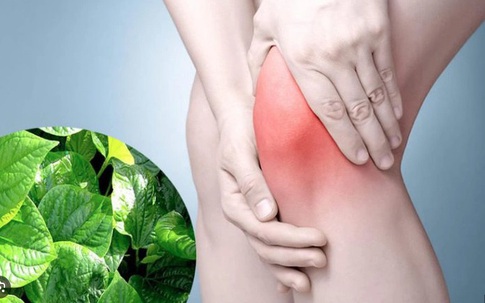 Loại rau rẻ tiền bán đầy chợ, mùa đông người Việt nên ăn theo cách này để giảm đau xương khớp