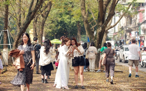 Cây thay lá giữa Xuân, giới trẻ thi nhau 'check-in' trên phố rải đầy lá vàng ở Hà Thành