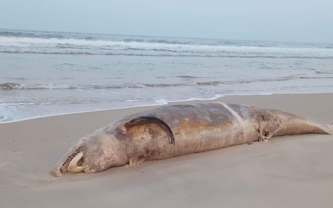 Xác cá voi 'khủng' trôi dạt vào vùng biển Quảng Trị