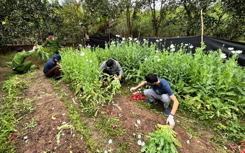 Khởi tố người đàn ông trồng hơn 2.000 cây thuốc phiện trong vườn nhà