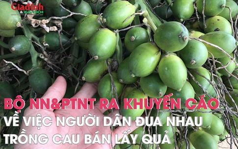 Bộ NN&PTNT ra khuyến cáo về việc người dân đua nhau trồng cau bán lấy quả