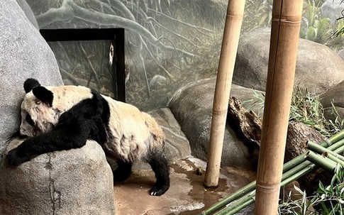 Cư dân mạng Trung Quốc xót xa, đòi đưa gấu trúc Ya Ya từ Mỹ về nước