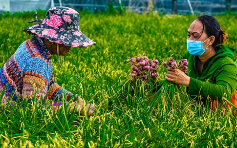 'Ông lớn' bán lẻ Thái Lan mách chiêu giúp người Việt bán hành củ giá cao