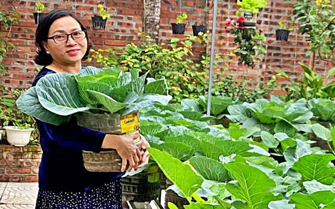 Nữ kế toán về hưu biến rác thải thành khu vườn xanh tươi hoa trái