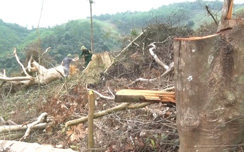 Đề nghị khởi tố vụ phá gần 6 héc ta rừng tự nhiên tại Quảng Bình