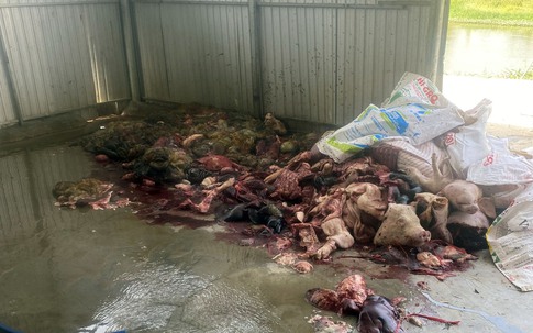 Phát hiện cơ sở giết mổ sơ chế khoảng 5 tấn thịt lợn, nội tạng bốc mùi hôi thối dưới nền đất