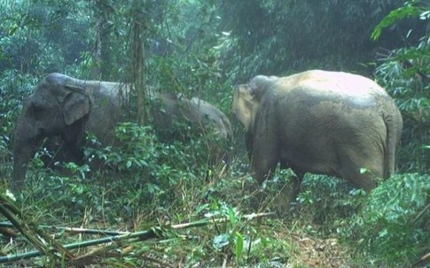 Xuất hiện 2 voi rừng ở Vườn quốc gia Vũ Quang