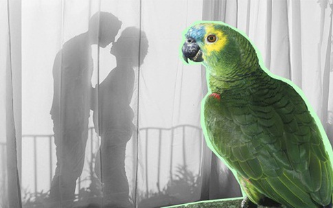 Chồng hoảng hốt vì vẹt cưng liên tục lặp đi lặp lại những lời ân ái đầy nóng bỏng của mình với người giúp việc