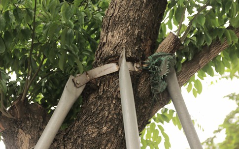 Loạt cây xanh tại Thủ đô đang chịu cảnh "gông" siết cổ