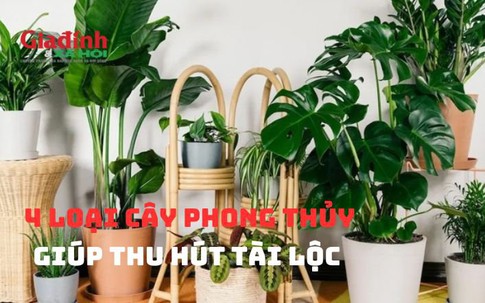 4 Loại cây phong thủy giúp thu hút tài lộc