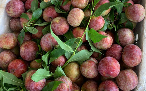 Mận Mộc Châu, Sơn La sốt giá trên chợ mạng