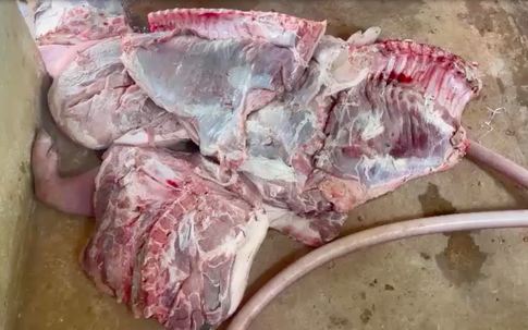 Hơn 1,7 tấn thịt lợn thâm tím, bốc mùi hôi thối, tiểu thương vẫn chỉ đạo nhân viên lóc thịt, chế biến lại để kiếm lời