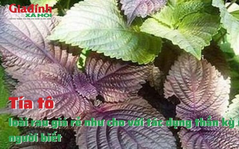 Tía tô, loài rau giá rẻ như cho với tác dụng thần kỳ ít người biết