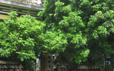 Tại sao không nên trồng cây to trước nhà?
