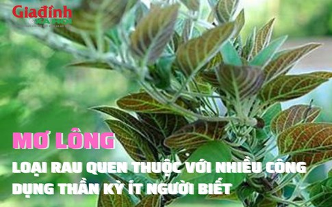 Mơ lông, loại rau quen thuộc với nhiều công dụng thần kỳ ít người biết