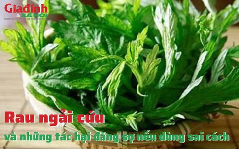 Rau ngải cứu và những tác hại đáng sợ nếu dùng sai cách