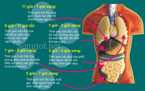 Cách nhận biết và bài độc ngũ tạng đơn giản mà cực kì hiệu quả