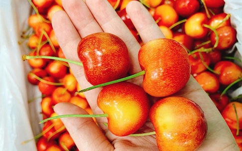 Không phải cherry đỏ, loại cherry đặc biệt này đang gây sốt thị trường