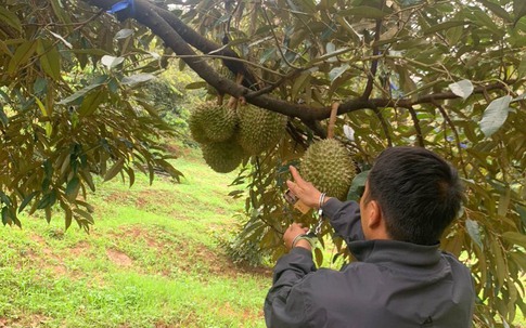 Bắt giữ 2 đối tượng trộm cắp sầu riêng của dân ở Đắk Nông