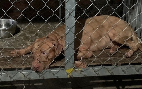 Xử lý chó Pitbull cắn chết cụ bà 82 tuổi ở Bình Dương