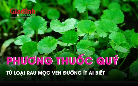 Loại rau mọc ven đường là phương thuốc quý ít người biết đến