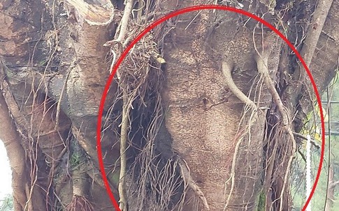 Đề xuất di dời cây si bị tung tin có hình giống mặt người ra khỏi chợ ở Gia Lai