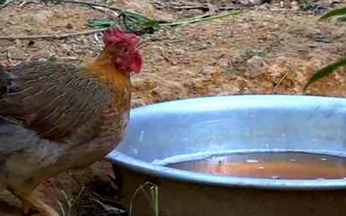 Cho gà uống trà hoa vàng, ăn dược liệu thu lãi cả trăm triệu