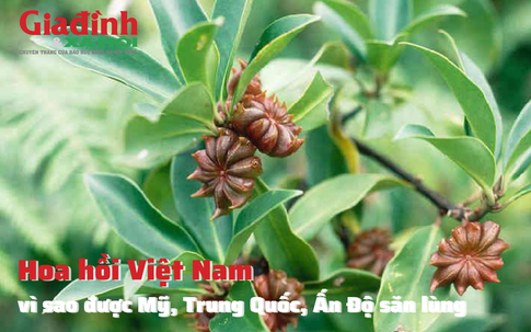 Hoa hồi Việt Nam vì sao được Mỹ, Trung Quốc, Ấn Độ săn lùng