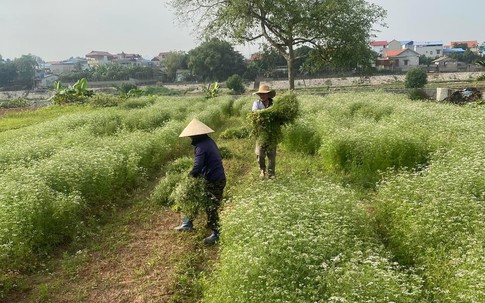 Mùi già xuống phố phục vụ người Hà Nội, giá bán chỉ từ 15.000 đồng/bó