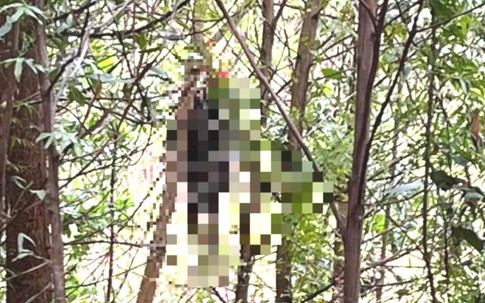 Người đàn ông sống độc thân được phát hiện treo cổ trong rừng keo