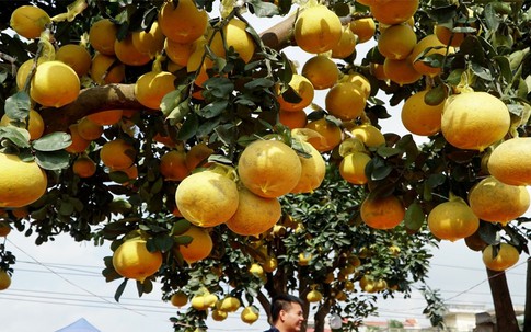 Gốc bưởi ghép hàng trăm quả xuống phố bán Tết ở Thanh Hóa