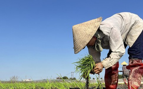 Cận Tết đi 'bán mặt cho đất, bán lưng cho trời' kiếm nửa triệu mỗi ngày