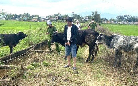 Thuê xe tải đi trộm nguyên một đàn bò