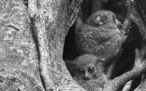 Loài vật quý hiếm bậc nhất hành tinh có từ 45 triệu năm trước bất ngờ 'tái xuất'