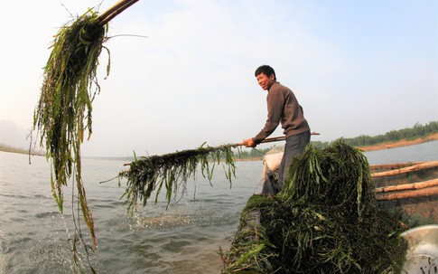 Khu rừng đặc biệt dưới lòng Linh Giang