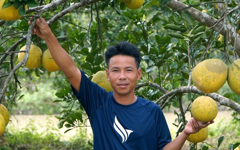 Nuôi trăm tổ kiến làm 'vệ binh', anh nông dân có vườn bưởi sạch với chi phí thấp