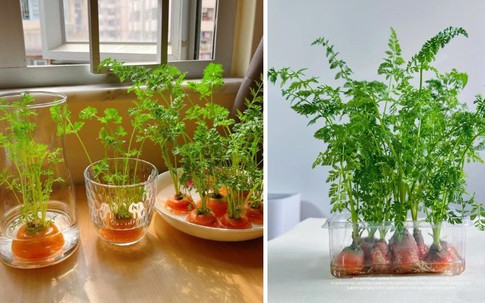 Trồng thủy canh những loại rau, củ dưới đây vừa không tốn tiền lại có món ăn ngon, bổ dưỡng
