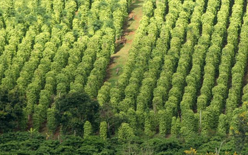 Một loại nông sản thế giới đang lên cơn khát nhưng Việt Nam sở hữu hơn 100.000 ha: Mỹ, Đức liên tục chốt đơn, nước ta là ông trùm xuất khẩu toàn cầu