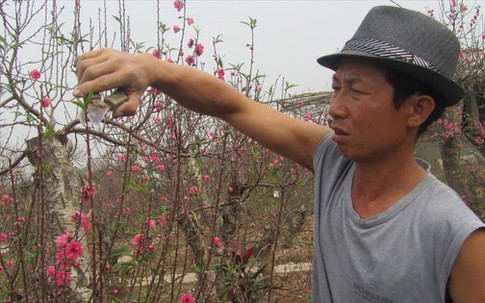 Xu hướng đào thế chơi Tết: Thuê thay vì mua