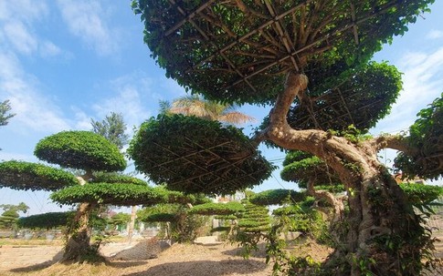 Về đất tổ làng nghề cây cảnh, ngắm cây sanh hình rồng trăm tuổi, giá tiền tỷ