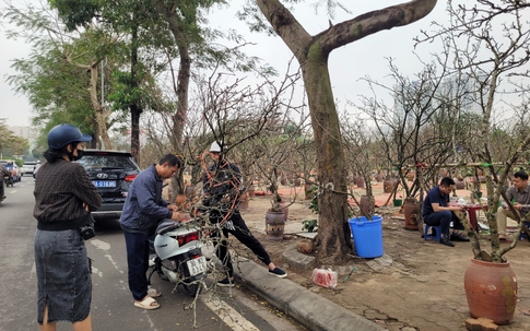 Sau Tết Nguyên đán, thú chơi lê rừng nở rộ dù giá bán đến 2,5 triệu đồng/cây